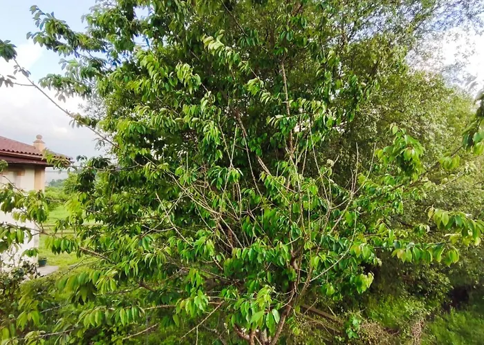 Playa Y Montana Homestay *